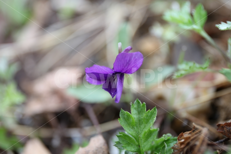 제비꽃,보라색꽃,접사,봄,햇살,식물,자연,plants,nature,꽃,flower