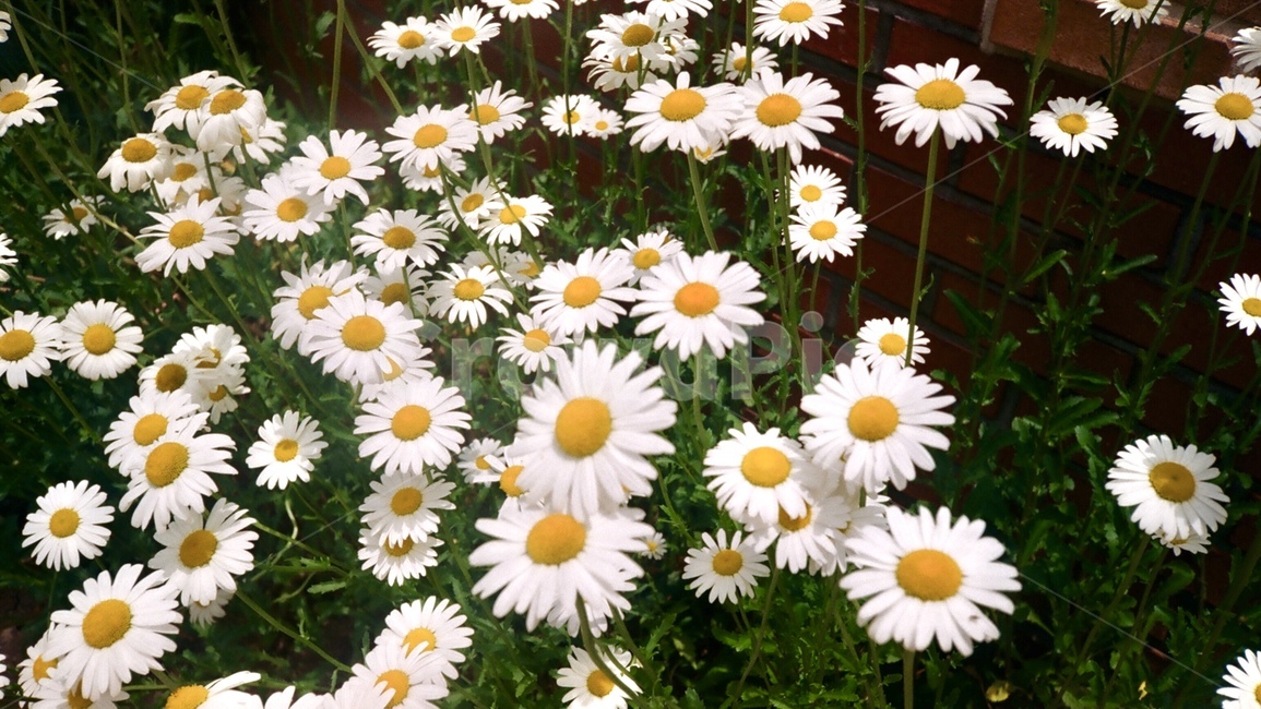 식물,flower,꽃,blossom,데이지,daisy,daisies,plant,노란,하얀