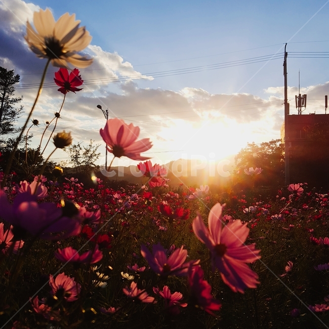코스모스,노을,가을꽃,석양,가을석양,가을,계절,fall,autumn,season,식물,자연,plants,nature,꽃,flower,light,빛,flare,플레어,sunlight,햇빛