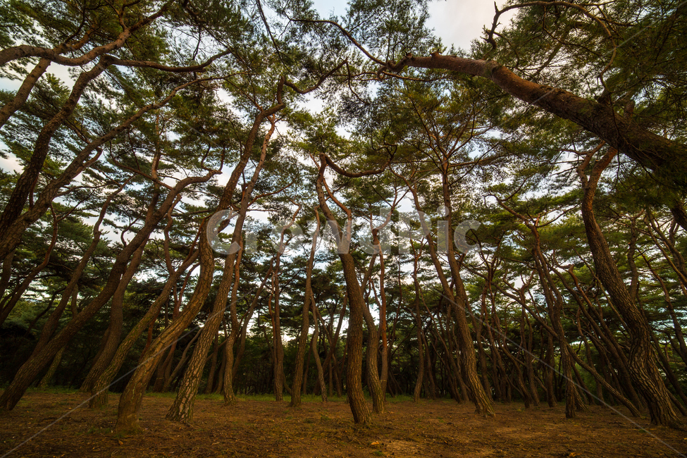 숲,소나무숲,삼릉숲,소나무,나무,식물,자연,plants,nature,나무,trees,wood