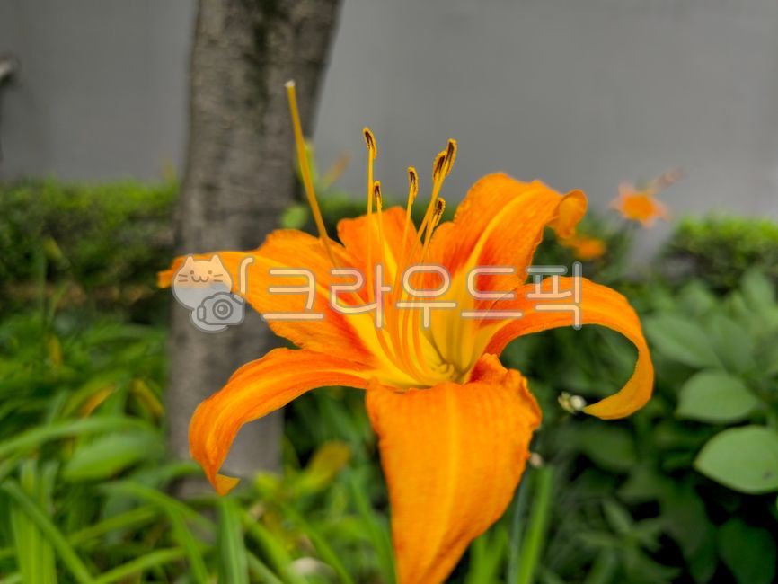 원추리,넘나물,daylity,들언추리,큰겹원추리,겹첩넘나물,홑왕원추리,백합목,관상용,주황색꽃