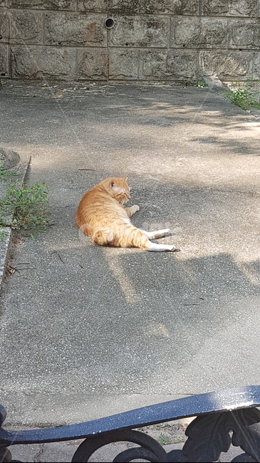 고양이,길냥이,아스팔트,공원,산책,동물,animal,포유류,mammal,고양이,cat,kitten,kitty