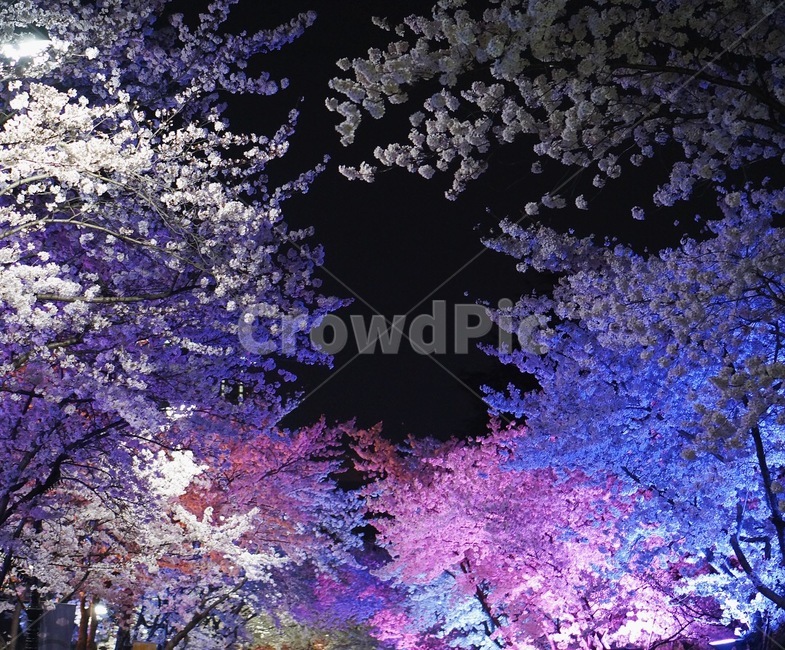 cherryblossom,flower,springflower,벚꽃,벚꽃야경,야경,밤,풍경,nightscape,night,landscape,식물,자연,plants,nature,꽃,flower