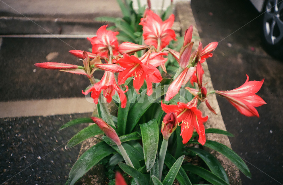 백합,꽃,자연,풍경,여름,계절,식물,자연,plants,nature,꽃,flower