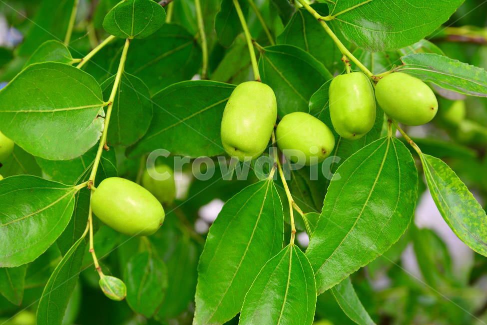 대추,대추나무,건강식품,대추차,jujube,달콤한,맛,과일,가을열매,가을이미지,나무열매,fruit,food,asian,동양적,한국적,한약재료,주렁주렁,풍년,식물,자연,plants,nature,음식,식재료,요리,food,cook,meal,dishes,food reserves,과일,열매,fruit