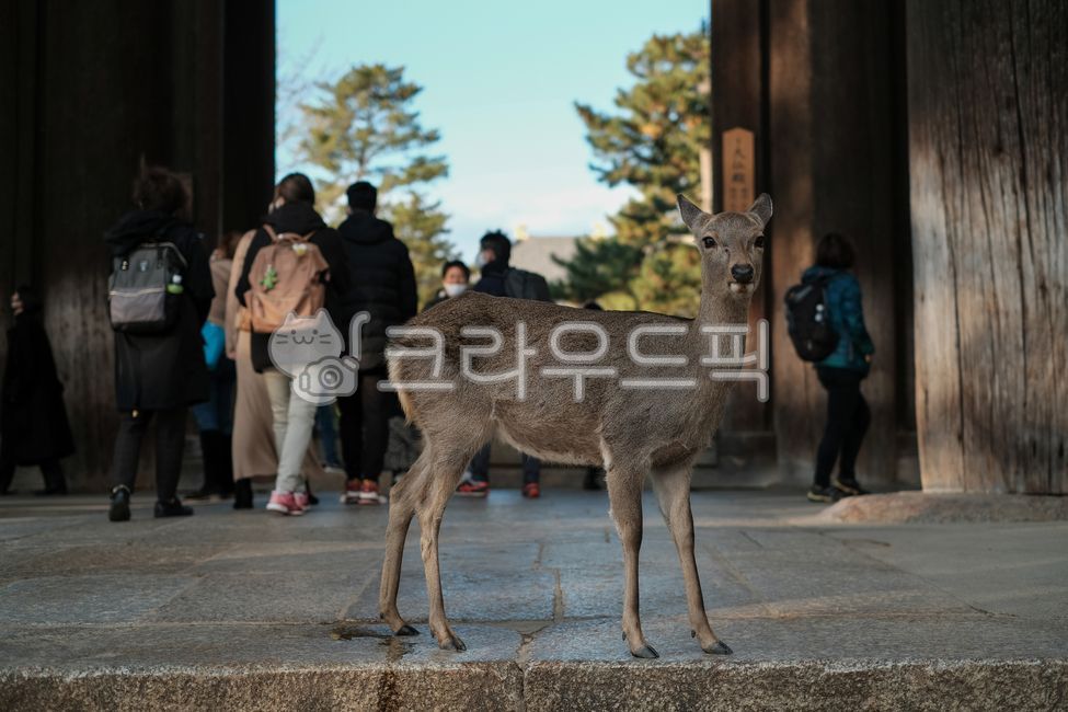 deer,animal,deer park,Nara Deer Park,cute,park