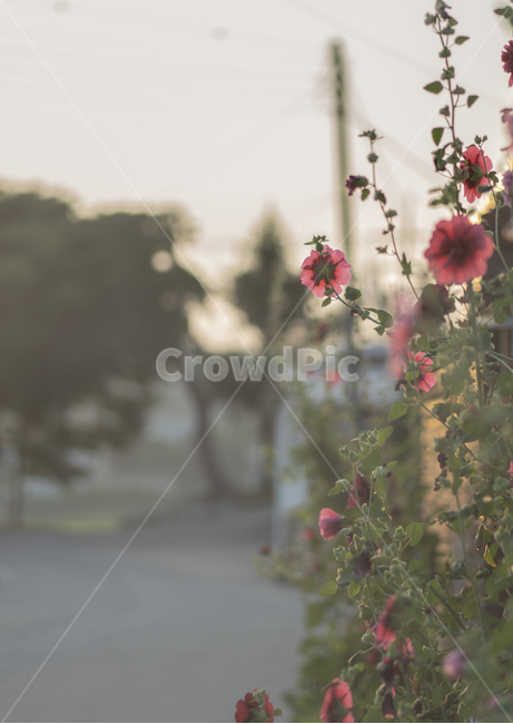 꽃,자연,풍경,들꽃,감성,분위기,여름,식물,자연,plants,nature,꽃,flower