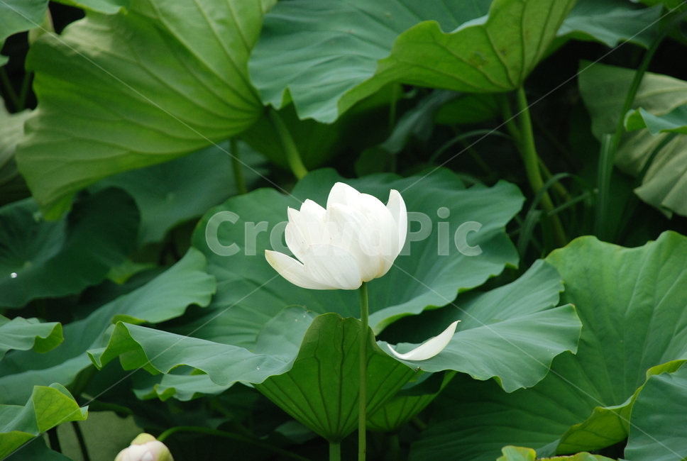 plant,식물,연꽃,lotus,flower,꽃,blossom