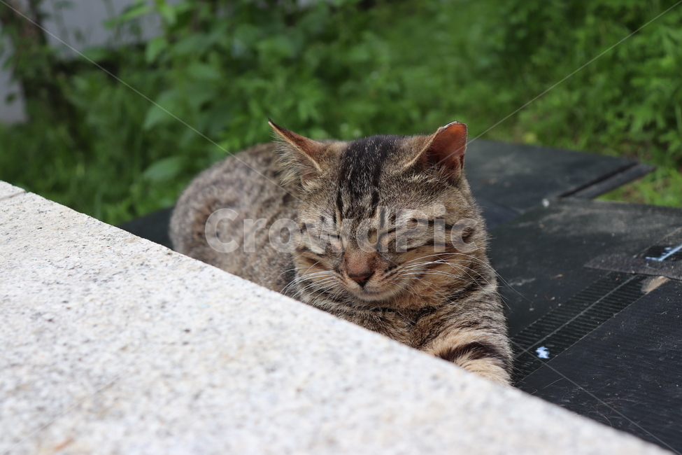 cat,고양이,동물,animal,길냥이,pet,눈감은고양이,낮잠,평화,동물,animal,포유류,mammal,고양이,cat,kitten,kitty