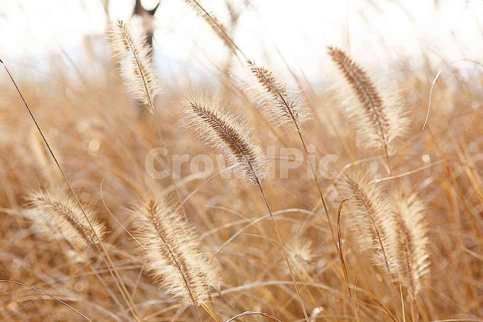 강아지풀,강아지풀꽃,꽃,잡초,가을,풀,공원,야외,가을,계절,fall,autumn,season,식물,자연,plants,nature