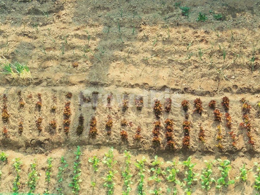 ground,바닥,텃밭,밭,상추,배추,잎,leaf