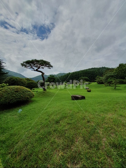 여름,하늘,숲,산,잔디,꽃