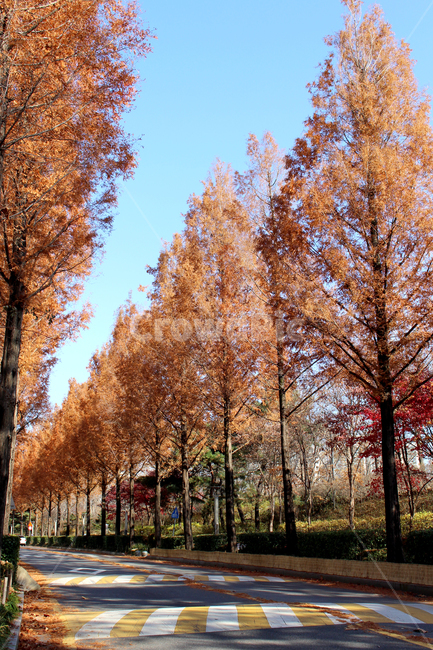 tree,나무,plant,식물,길,가을,단풍,가로수,도로,가을,계절,fall,autumn,season
