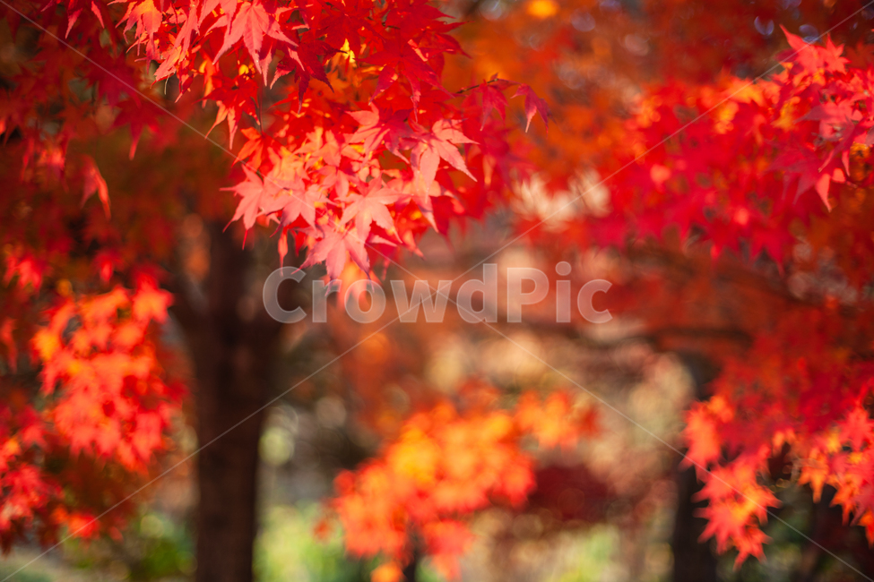 단풍,가을,maple,단풍나무,autumn,fall,가을,계절,fall,autumn,season,plant,식물,leaf,잎,tree,나무