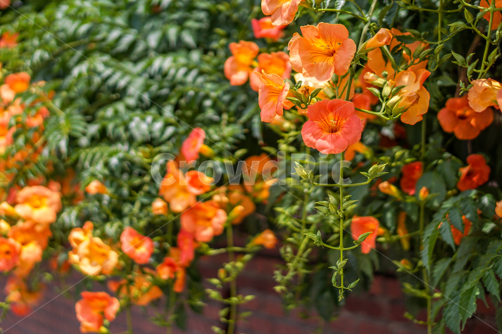 식물,꽃,제라늄,넝쿨,능소화,담쟁이,plant,flower,blossom,감성사진,감성,5월,식물,자연,plants,nature,꽃,flower