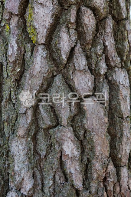 소나무,껍질,bark,wkdus,식물,나무,나무줄기