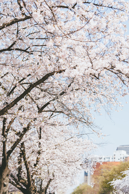 봄,벚꽃,꽃,나무,벚꽃축제,봄꽃,blossom,cheeryblossom,사쿠라,sakura,plant,식물,봄,계절,spring,season
