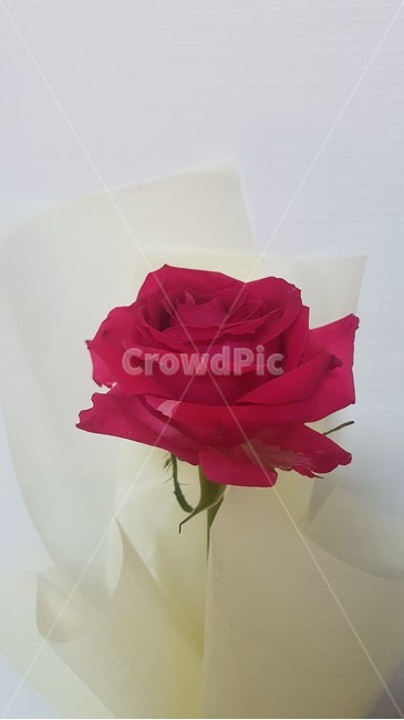 rose,장미,꽃,flower,장미한송이,꽃다발,식물,자연,plants,nature,꽃,flower