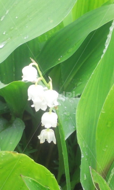 은방울꽃,야생화,흰색,음지식물,오월에피는꽃,자연,식물,자연,plants,nature,꽃,flower