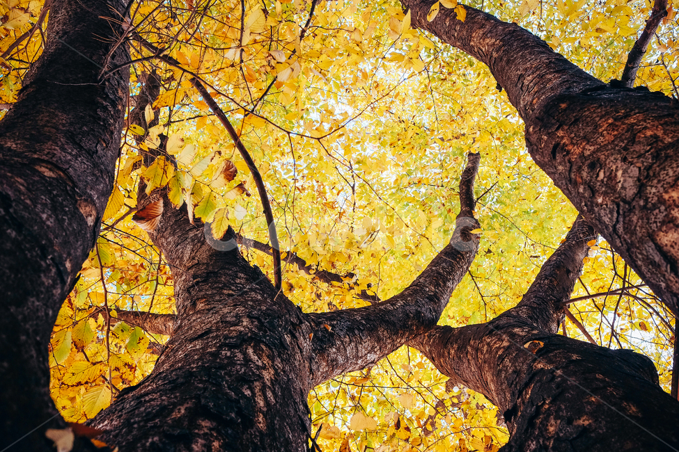 가을,단풍,나무,노란,11월,가을,계절,fall,autumn,season,식물,자연,plants,nature,나무,trees,wood,tree,plant,tree trunk,나무 줄기