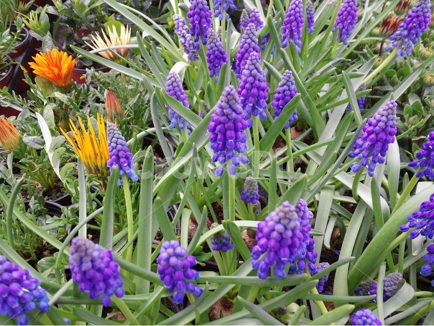 봄꽃,보라색,원예,관상식물,식물,화초,식물,자연,plants,nature,꽃,flower