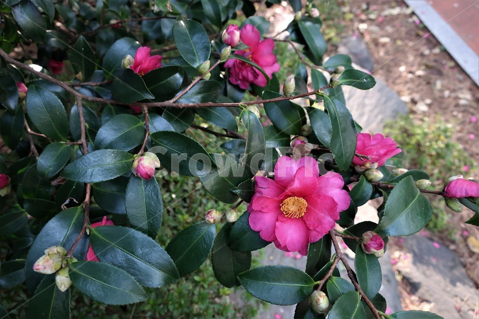 동백섬,동백,동백꽃,동백나무,식물,겨울,꽃송이,빨강,식물,자연,plants,nature,꽃,flower