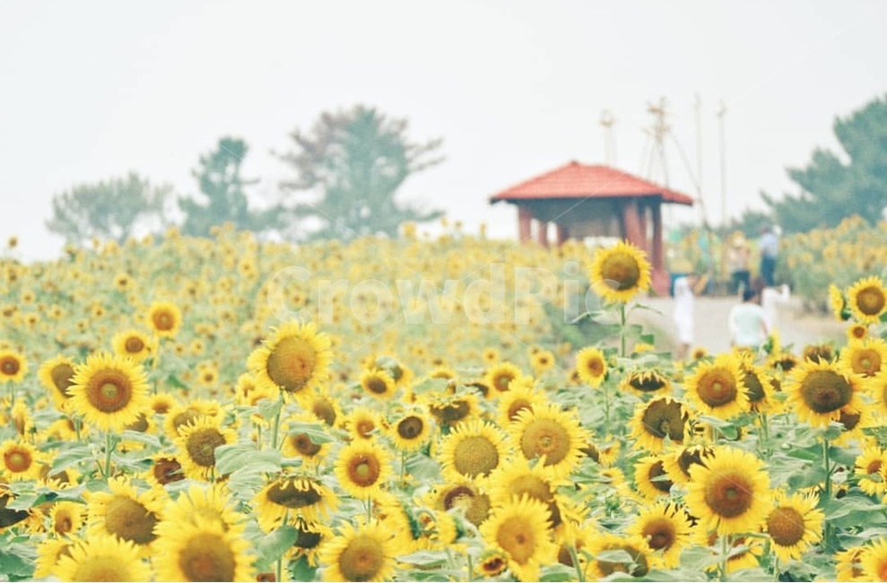 해바라기,꽃,sunflower,flower,여름,감성,식물,자연,plants,nature,꽃,flower