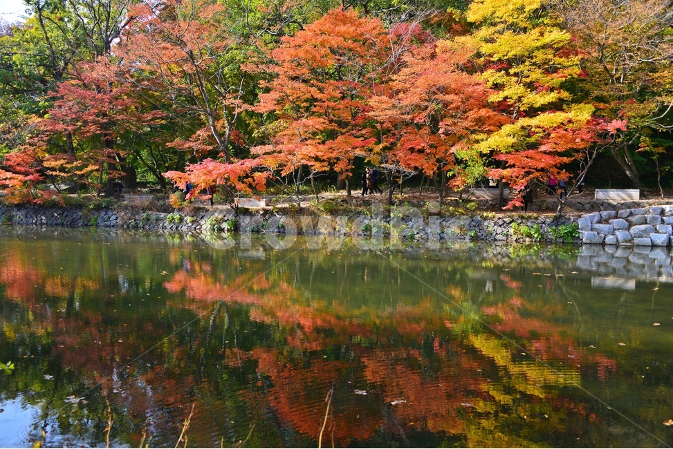 water,물,nature,자연,outdoors,옥외,tree,나무,plant,식물,leaf,잎,treetrunk,나무줄기,maple,단풍,고창,선운사,선운사가을,도솔천,도솔천가을,추색,만추,가을,계절,단풍잎,낙옆,반영