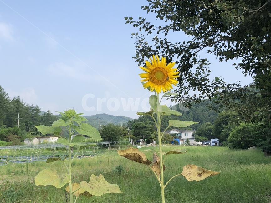 해바라기,풀,꽃,감성,한송이,식물,자연,plants,nature,꽃,flower