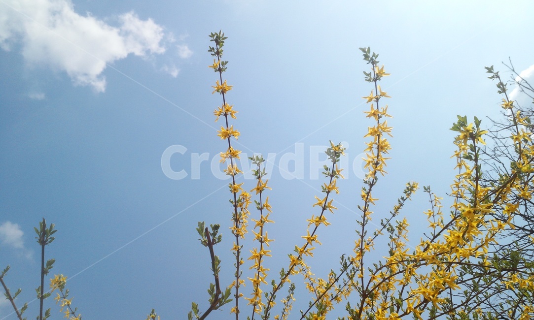 봄,sprimg,春,개나리,yellow,花,봄,계절,spring,season,식물,자연,plants,nature,꽃,flower,plant
