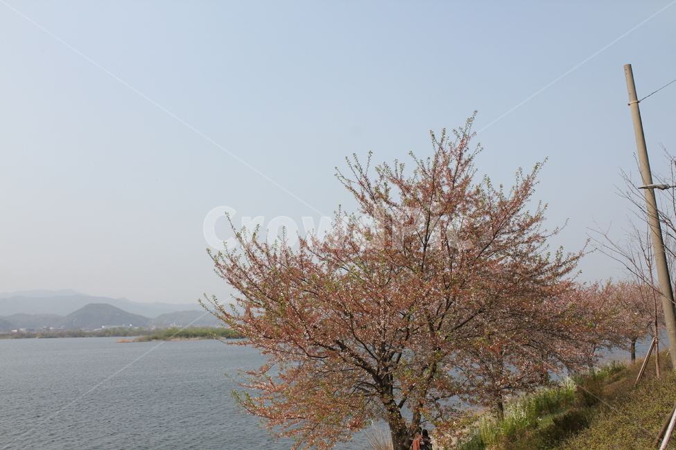 꽃,봄,식물,자연,풍경,자연,풍경,nature,landscape