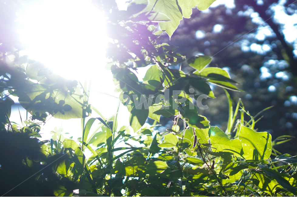 태양,빛,풀,나무,풍경,자연,자연,풍경,nature,landscape,light,flare,플레어,sunlight,햇빛