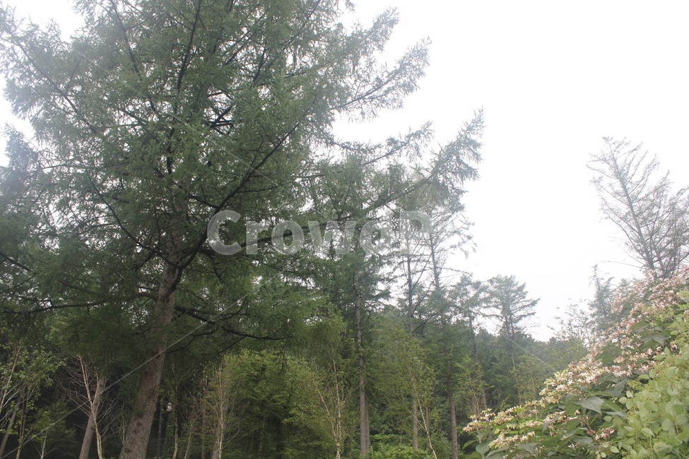나무,자연,산,경관,식물,자연,풍경,nature,landscape,tree,plant,fir,전나무