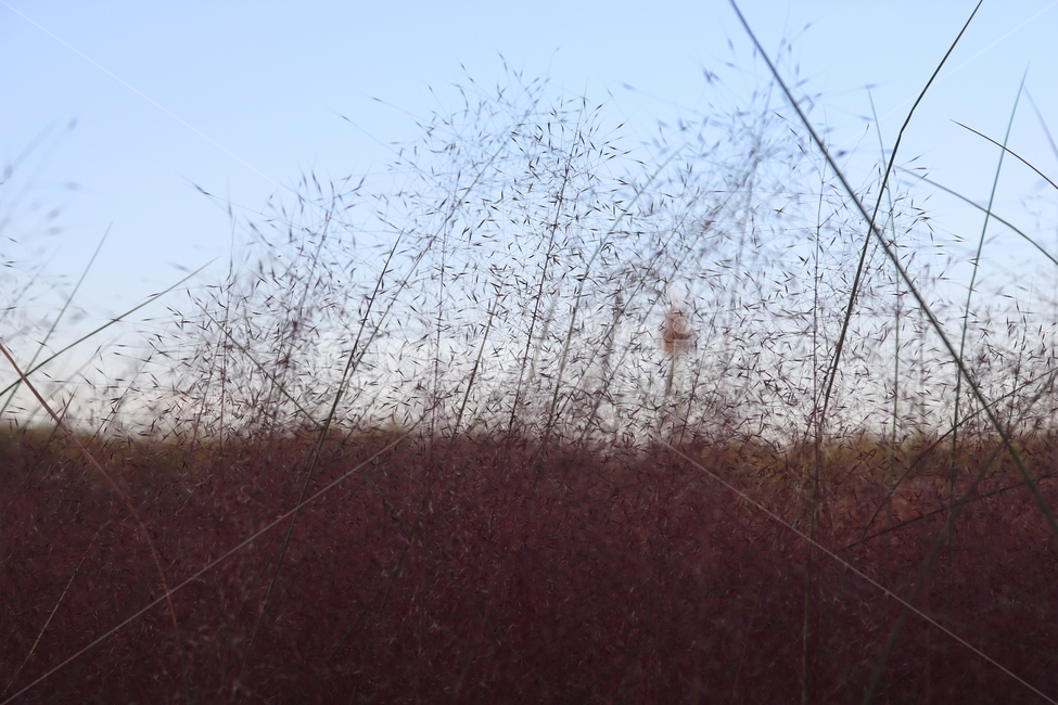 핑크뮬리,뮬리,식물,자연,벼과,분홍쥐꼬리새,가을,가을,계절,fall,autumn,season,grass,잔디,plant,lawn