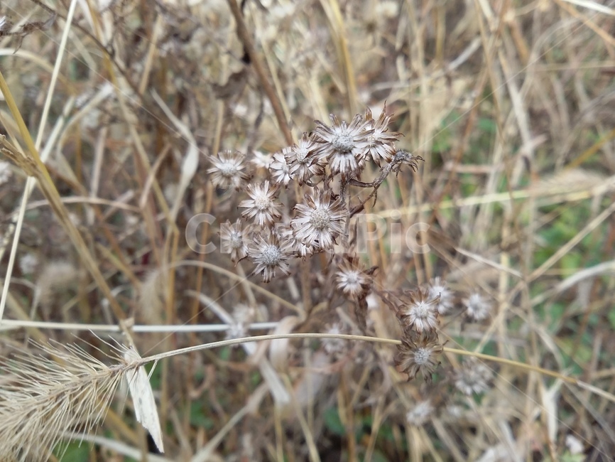 plant,식물,꽃,자연,가을