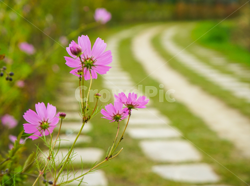 꽃,길,꽃길,코스모스,가을,공원,산책길,산책로,가을,계절,fall,autumn,season,식물,자연,plants,nature,꽃,flower,plant