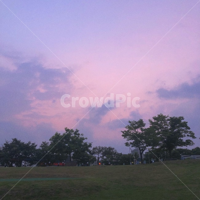 자연,잔디,outdoors,식물,나무,황혼,분홍색,보라색,하늘,자연,풍경,nature,landscape,plant,grass,옥외