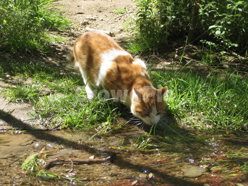 animal,고양이,cat,pet,cute,water,물