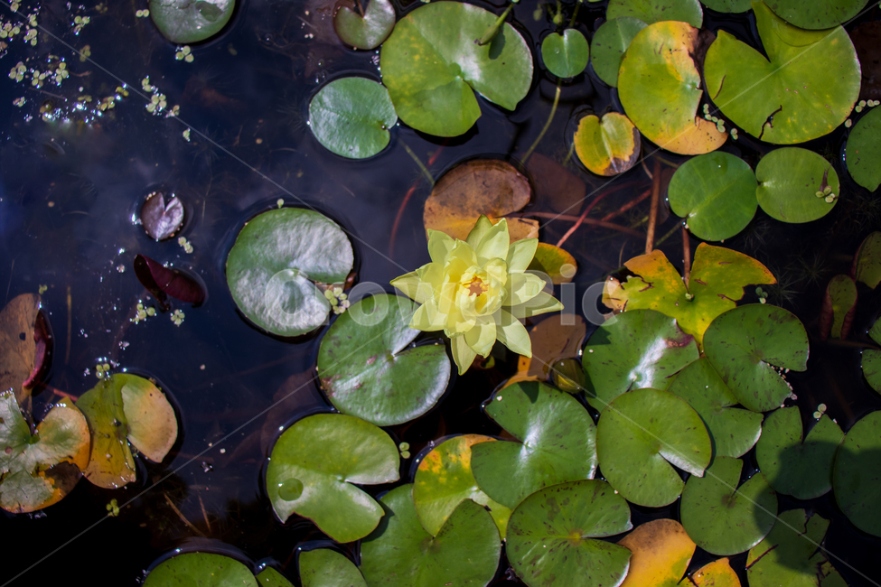 수련,waterlily,수련꽃,꽃,연못,자연,식물,잎,잎사귀,이파리,꽃잎,자연의,그린,초록,녹색,초록색,물,야생,야생의,야생화,옐로,옐로우,노랑,노란색,노란,성장,성장하는,연,연꽃,정원,가든,계절,시즌,여름,봄,개구리밥,부평초,아름다운,예쁜,미,우아한,활짝핀,만발한,만발,만개,만개한,야외,신선한,싱싱한,바탕,배경,백그라운드,flower,waterlily,pond,nature,plant,green,pondlily,candock,pondlily,waternymph,water,lily,leaf,leaves,petal,natural,wild,wildflower,wildness,yellow,growth,growing,grow,lotus,lotusflower,garden,season,spring,summer,duckweed,beautiful,beauty,bloom,blooming,blossom,outdoor,outdoors,fresh,freshness,graceful,elegant,background,식물,자연,plants,nature,꽃,flower