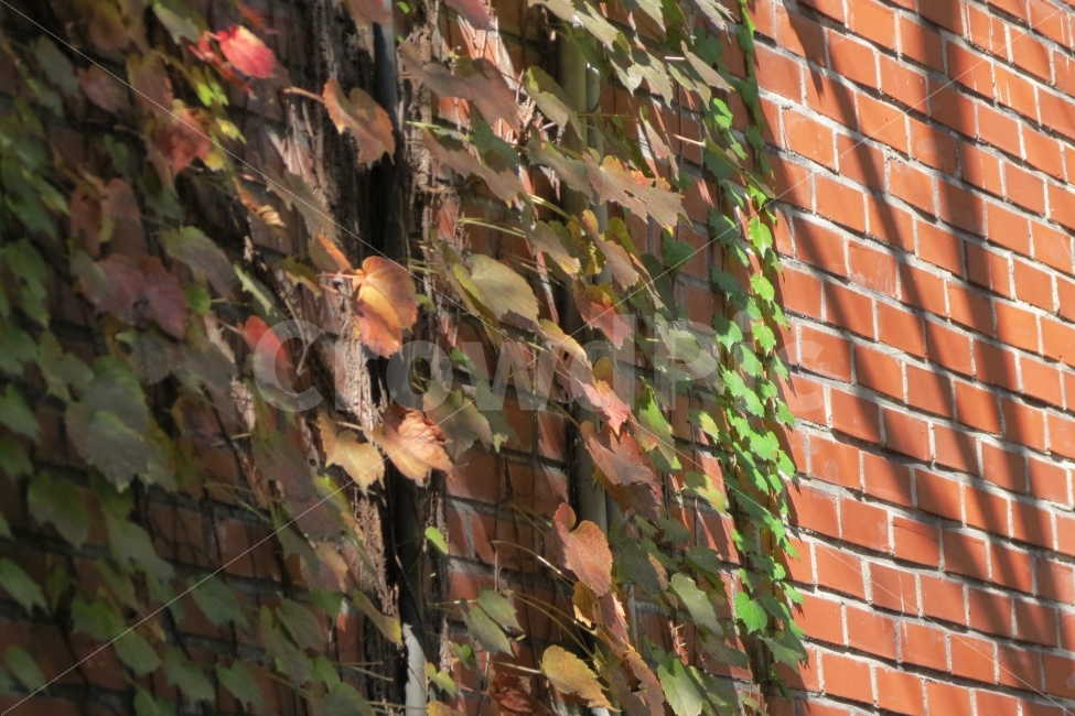 가을,담쟁이,ivy,담벼락,fall,autumn,양재시민의숲,양재천,캐논SX40,CanonSX40,CanonSX40HS,가을,계절,fall,autumn,season,식물,자연,plants,nature,plant,leaf,잎,brick,벽돌