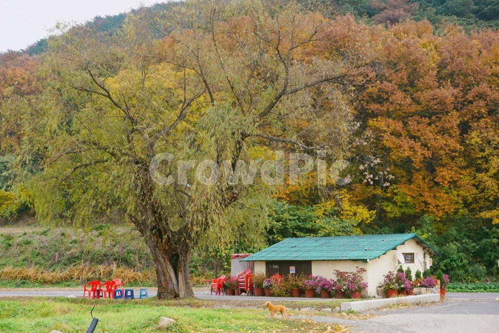 양동마을,풍경,가을,자연,고즈넉,가을,계절,fall,autumn,season,nature,outdoors,옥외,building,건물
