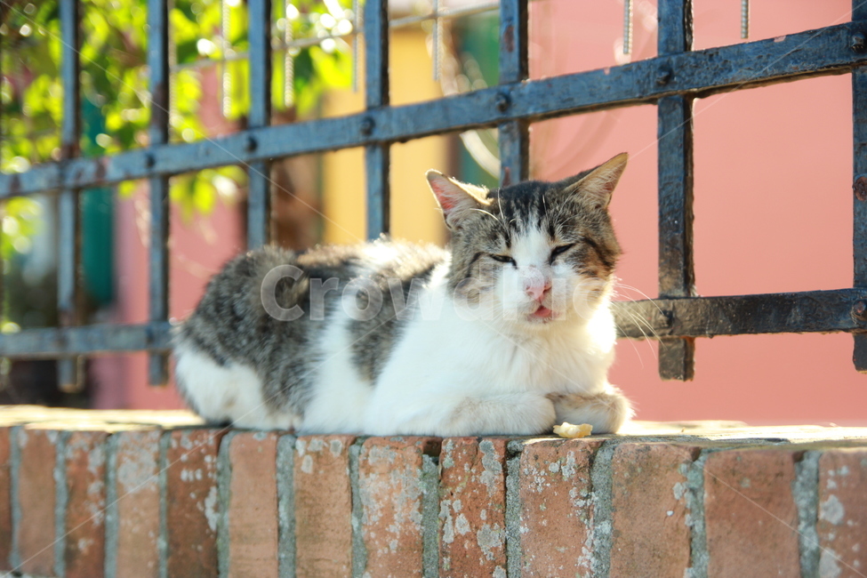 고양이,길고양이,동물,포유류,cat,동물,animal,포유류,mammal,고양이,cat,kitten,kitty
