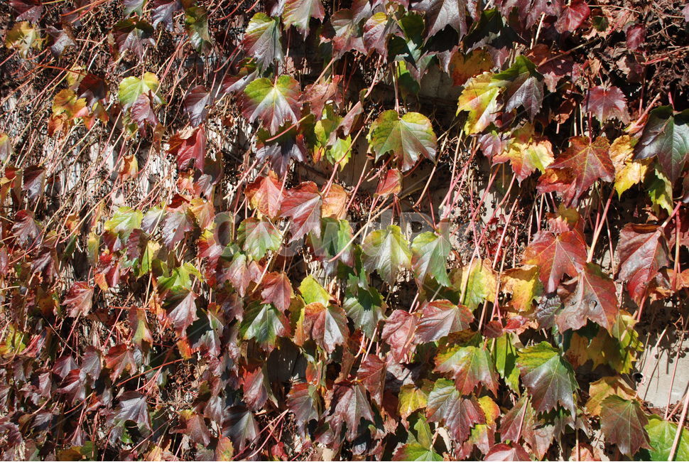 단풍,아이비,덩굴식물,가을풍경,풍경,가을,계절,fall,autumn,season,leaf,잎,plant,식물,tree,나무,maple