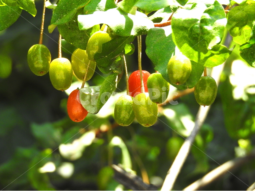 열매,식물,자연,plant,과일,식물,자연,plants,nature,과일,열매,fruit