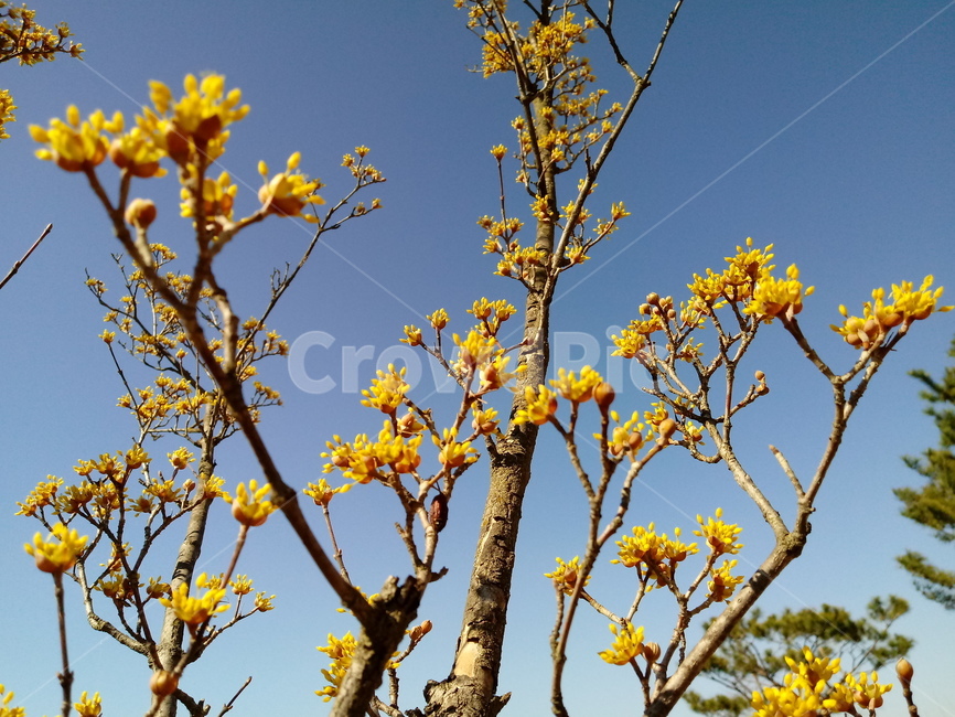 나무,식물,나무가지,tree,treetrunk,파란하늘,꽃,산수유