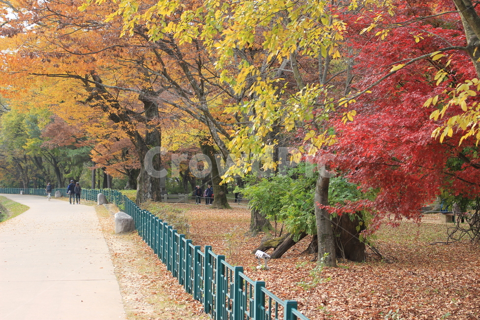 tree,나무,단풍,길,자연,힐링,여행,쓸쓸함,낙엽,산책,소풍,가을,울긋불긋,가을,계절,fall,autumn,season,식물,자연,plants,nature,나무,trees,wood,plant,leaf,잎,tree trunk,나무 줄기