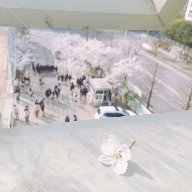 벚꽃,봄,spring,학교,추억,봄,계절,spring,season,꽃,flower,outdoors,옥외,nature,자연