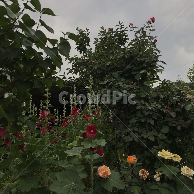 blossom,꽃,flower,식물,plant,감성