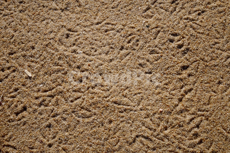 바닷가,갈매기,발자국,beach,모래사장,sand,bird,해변,바다,beach,sea
