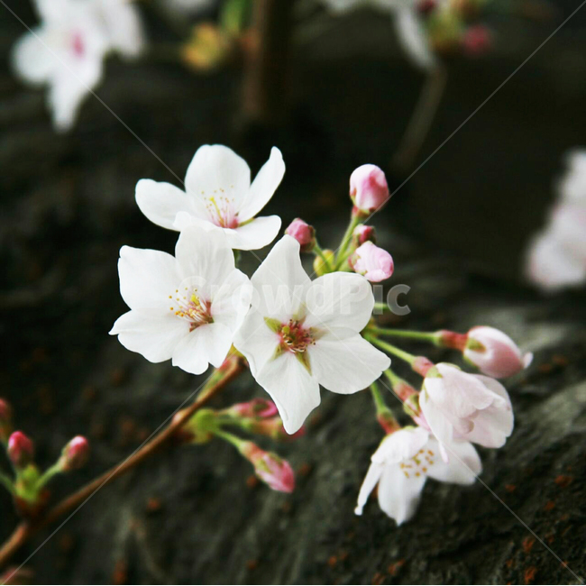 plant,식물,벚꽃,봄꽃,봄,식물,자연,plants,nature,꽃,flower